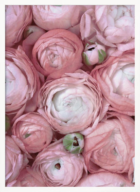 Subdued blush ranunculus Poster