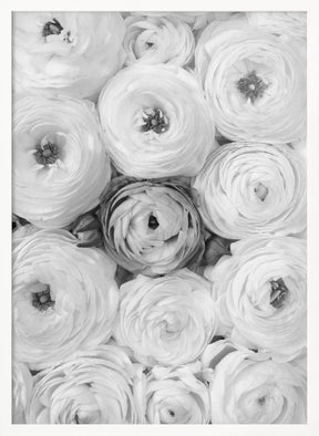 Singular ranunculus gray Poster