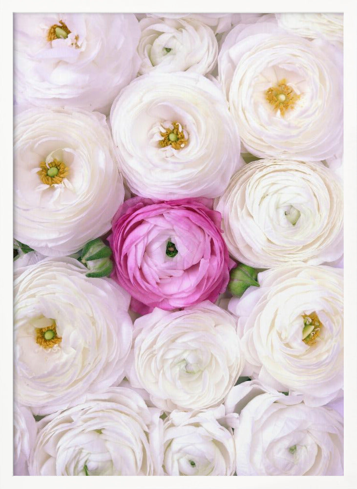 Singular ranunculus in hot pink Poster