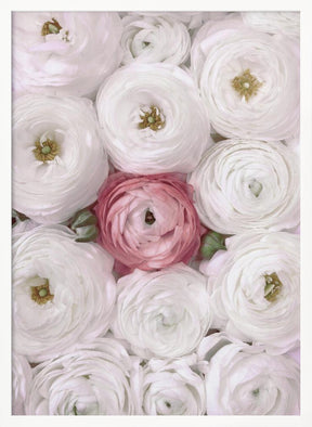 Singular ranunculus in blush Poster