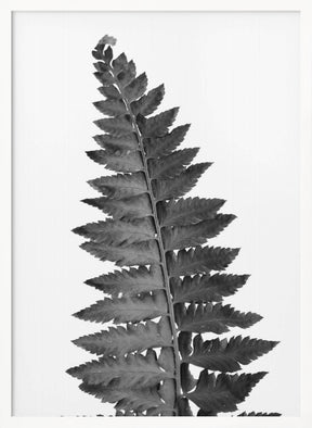 Gray fern leaf Poster