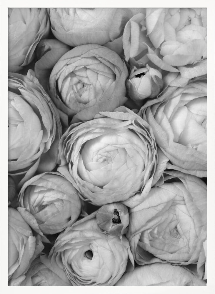 Gray ranunculus Poster