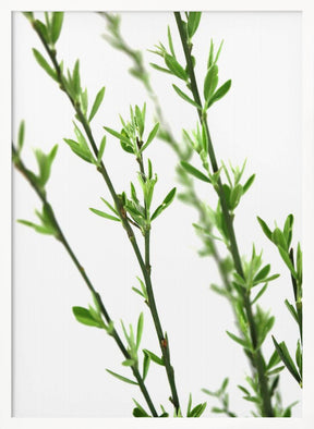 Green dainty branch Poster