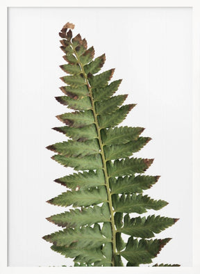 Green fern Poster