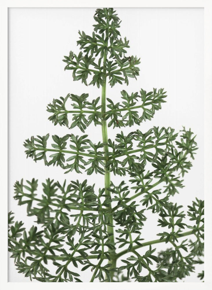 Green dainty leaves Poster