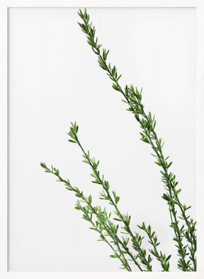 Little green branches Poster