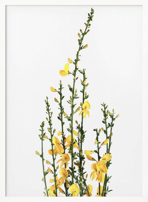 Yellow blooms Poster