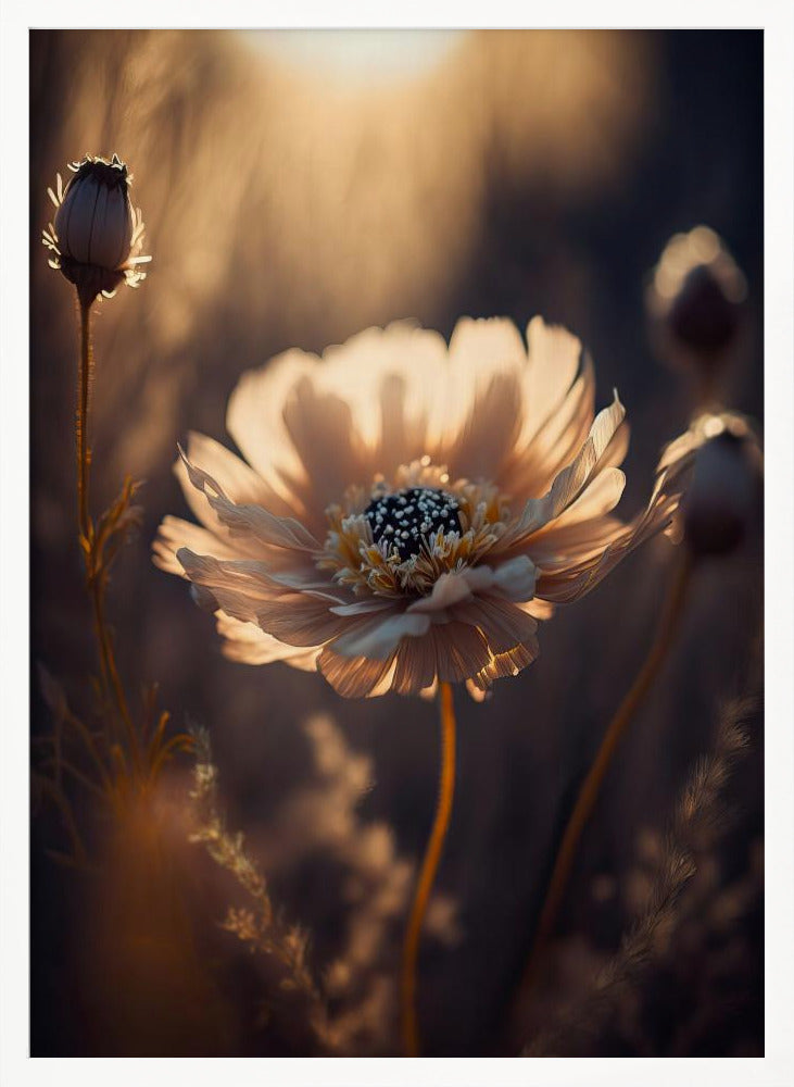 Flower in Morning Sun Poster