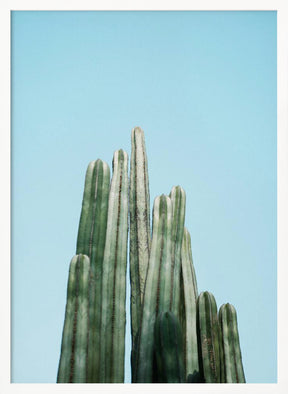 Cacti Poster