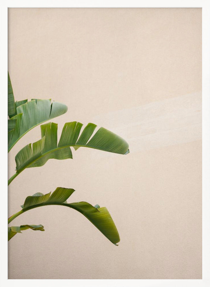 Cannes Banana Plant Poster