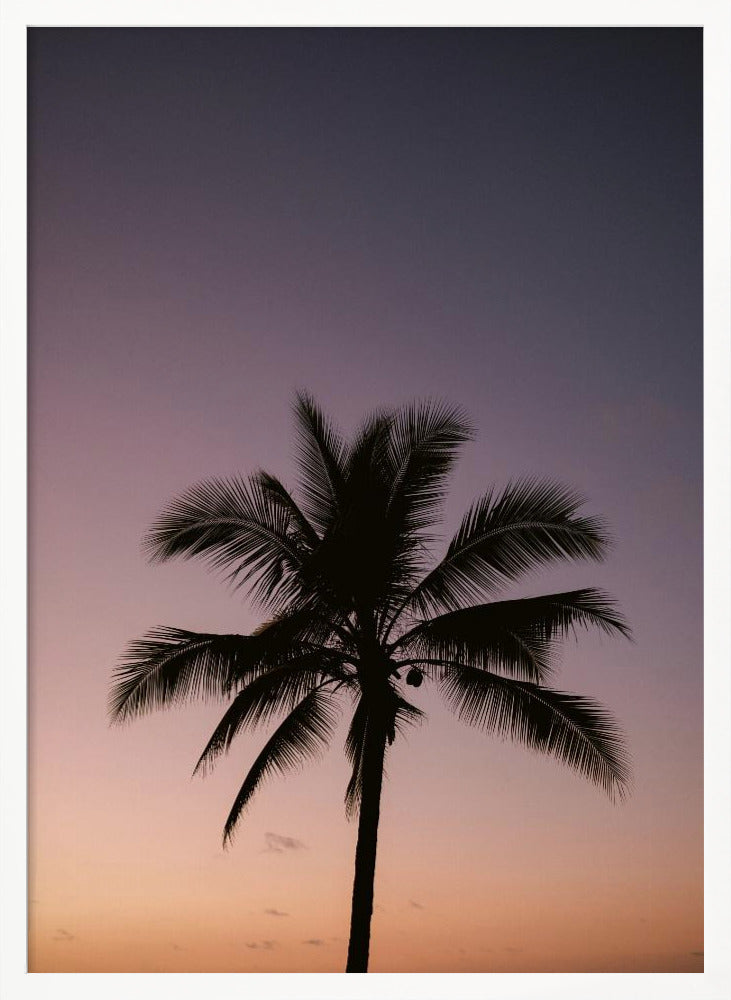 Costa Rica Palm Tree Poster