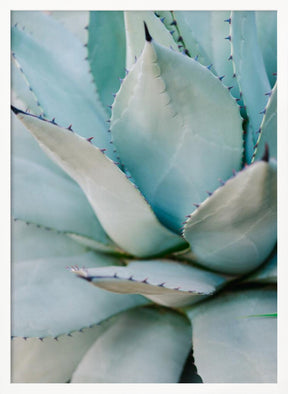 Succulent Green Poster