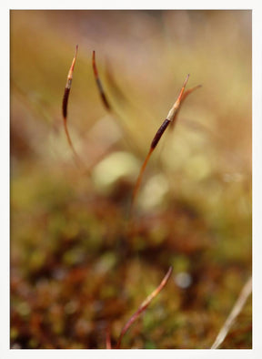 Magic stamen Poster