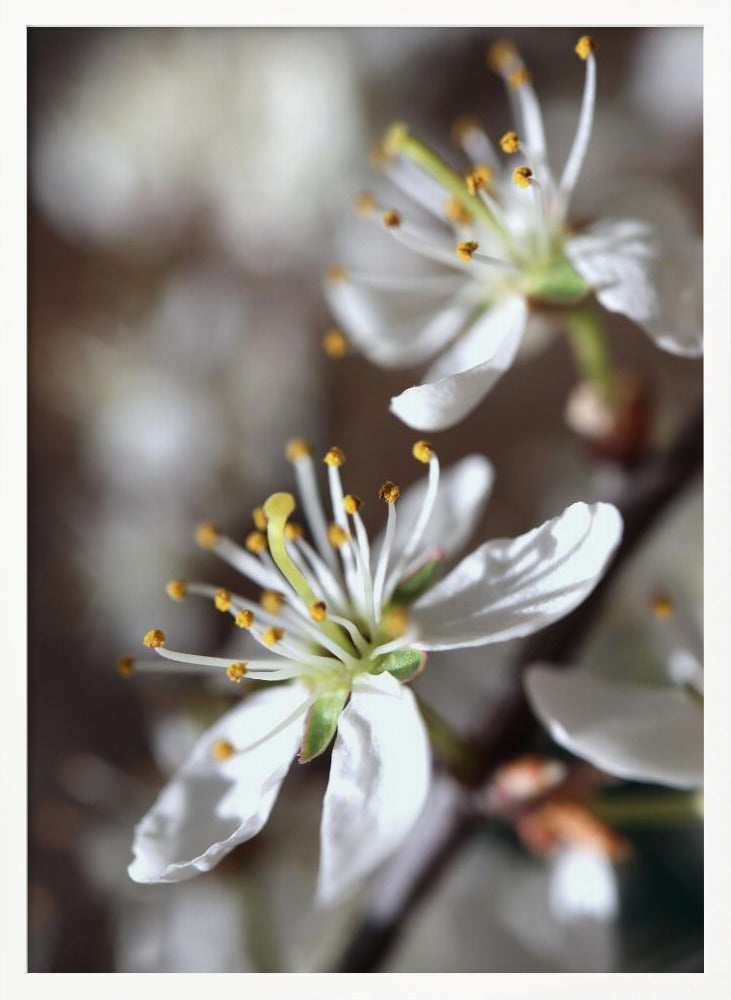 Spring blooms I Poster