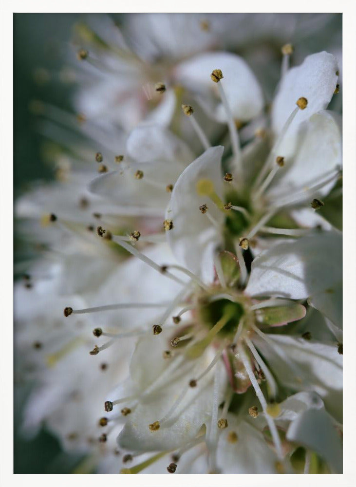 Spring blooms II Poster