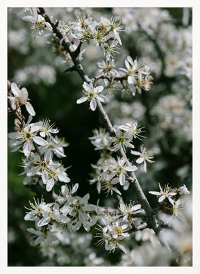 Spring blooms III Poster