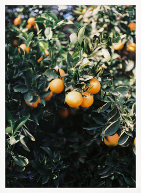 Marrakesh Oranges Poster