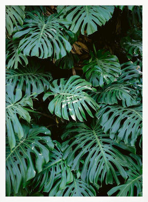 Monstera wall in Lisbon Poster