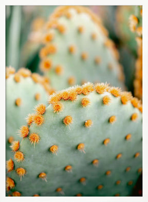 Orange and Green II - Marrakech botanical photography Poster