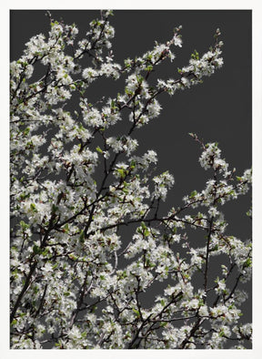 Spring branches Poster