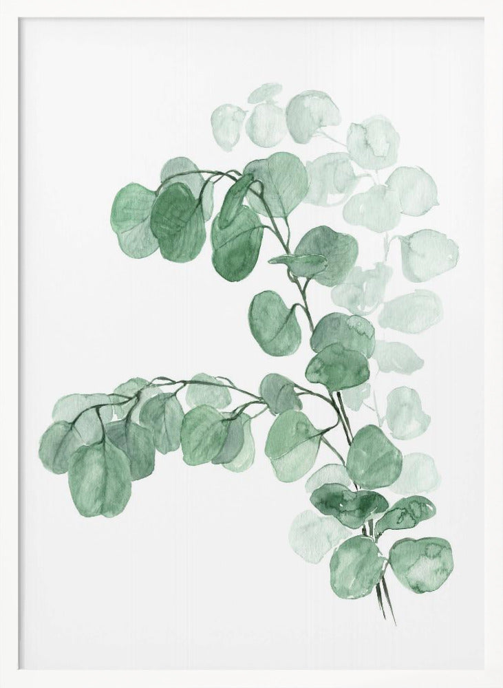 Watercolor silver dollar eucalyptus Poster