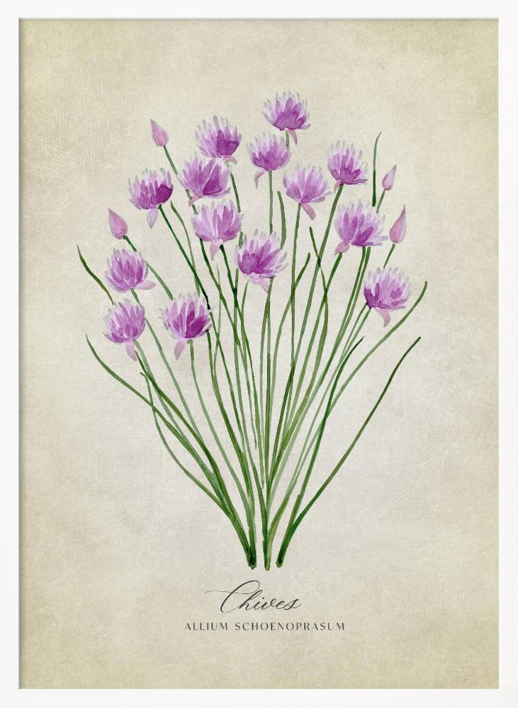 Chives vintage Poster