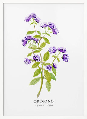 Oregano I Poster