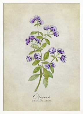 Oregano vintage Poster