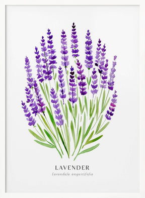 Lavender I Poster