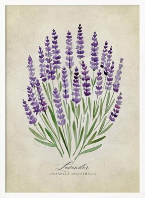 Lavender vintage Poster