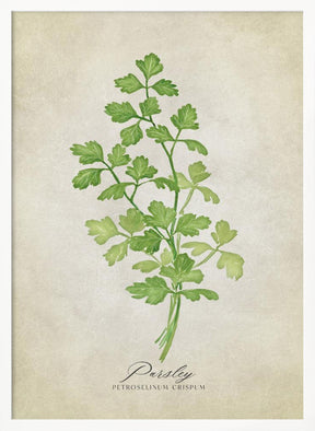 Parsley vintage Poster