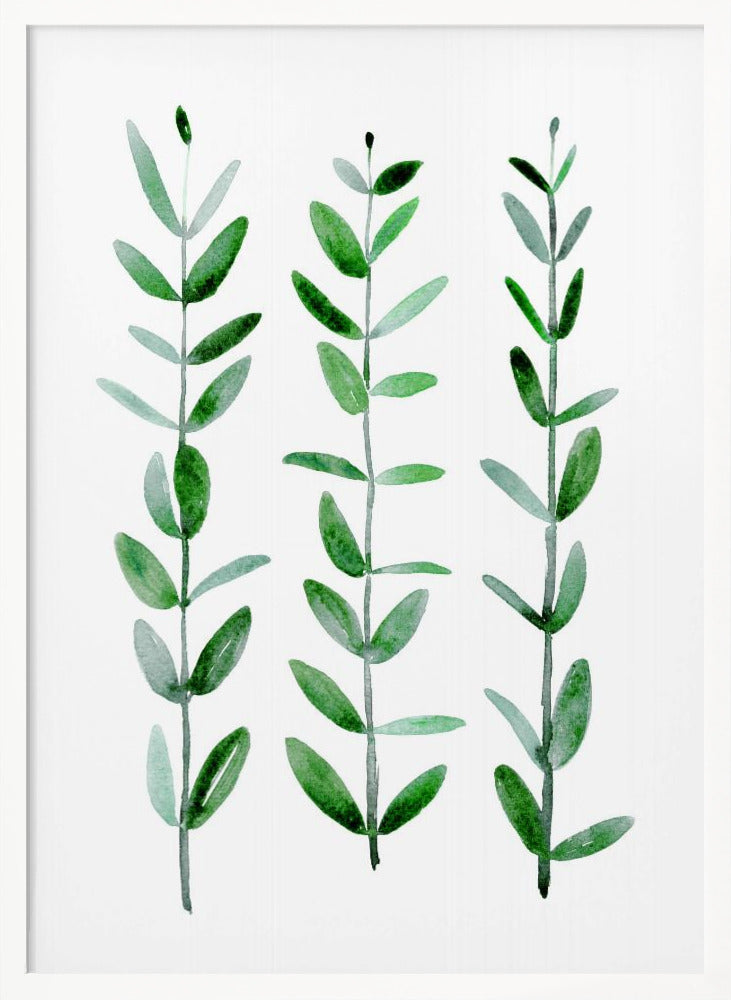 Watercolor eucalyptus parvifolia Poster