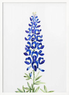 Watercolor Texas bluebonnet Poster