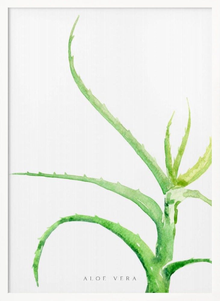 Watercolor aloe vera Poster