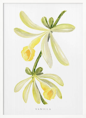 Watercolor vanilla orchid Poster