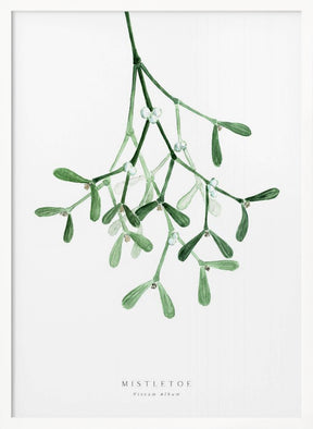 Watercolor mistletoe Poster