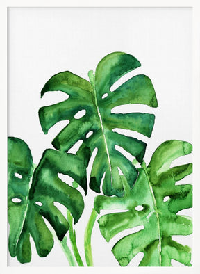 Monstera leaves in loose watercolor Poster