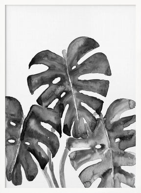 Monstera Leaves In Loose Watercolor Black and White Poster