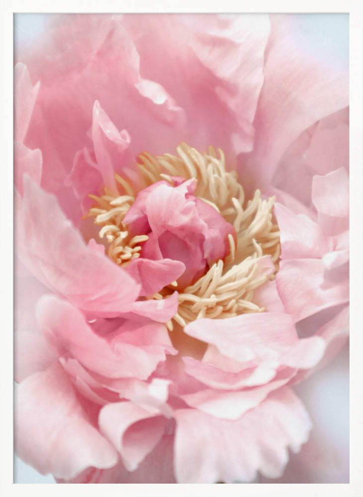 Blush peony I Poster