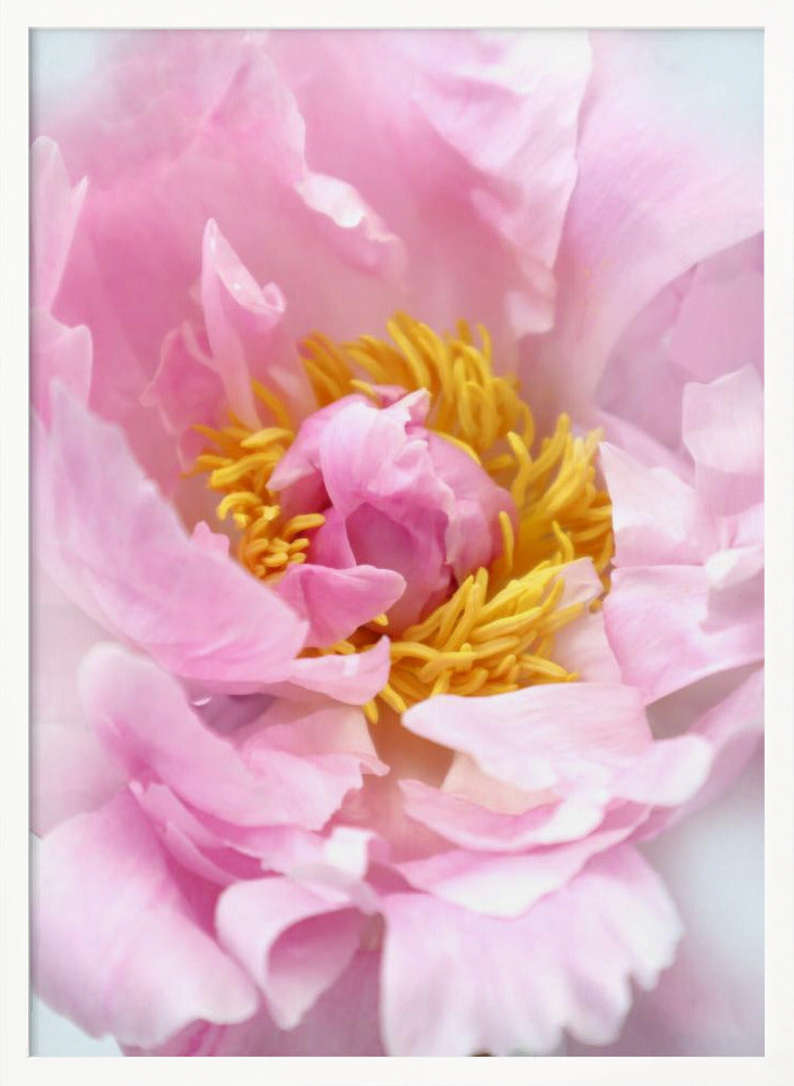 Pink peony I Poster