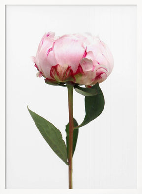 Pink peony II Poster