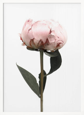 Blush peony II Poster