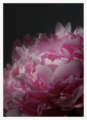 Moody pink peony I Poster