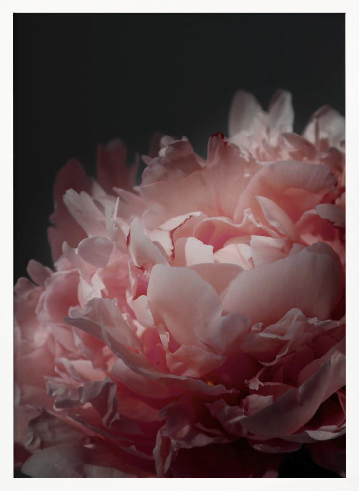 Moody blush peony I Poster