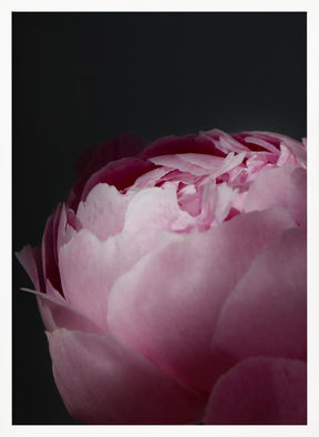 Moody pink peony II Poster