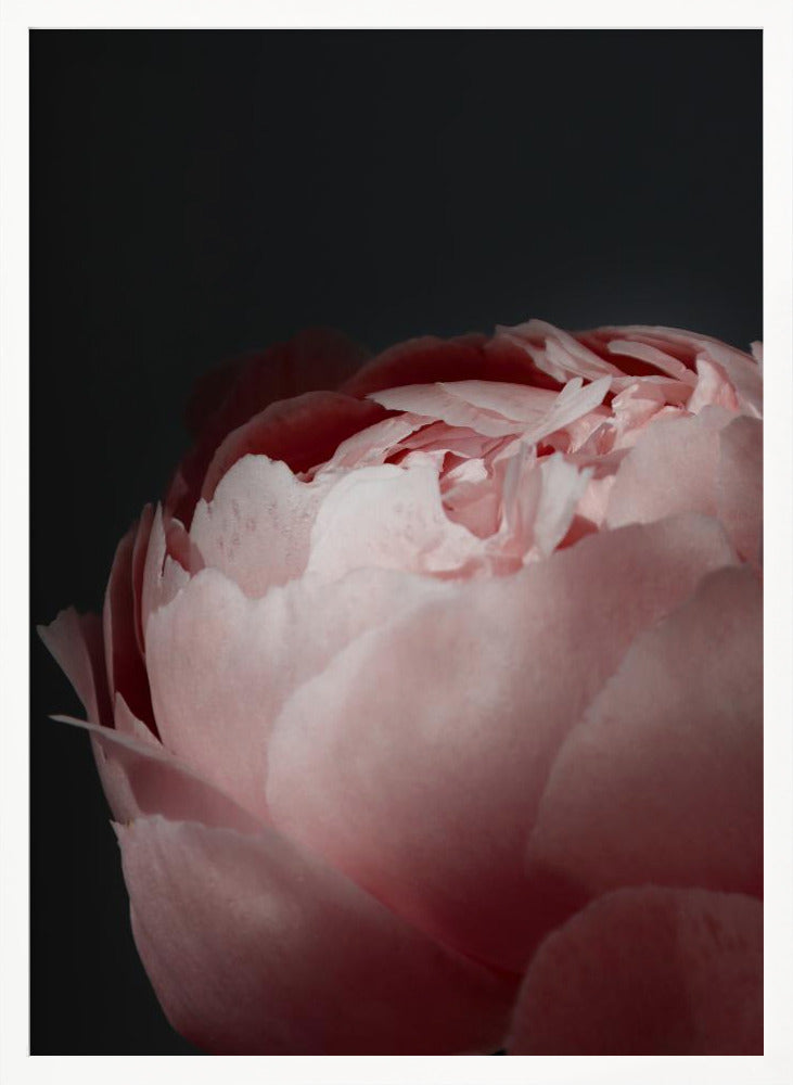 Moody blush peony II Poster