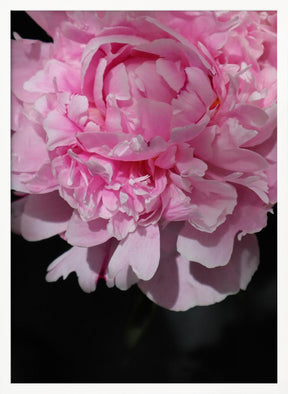 Pink peony V Poster