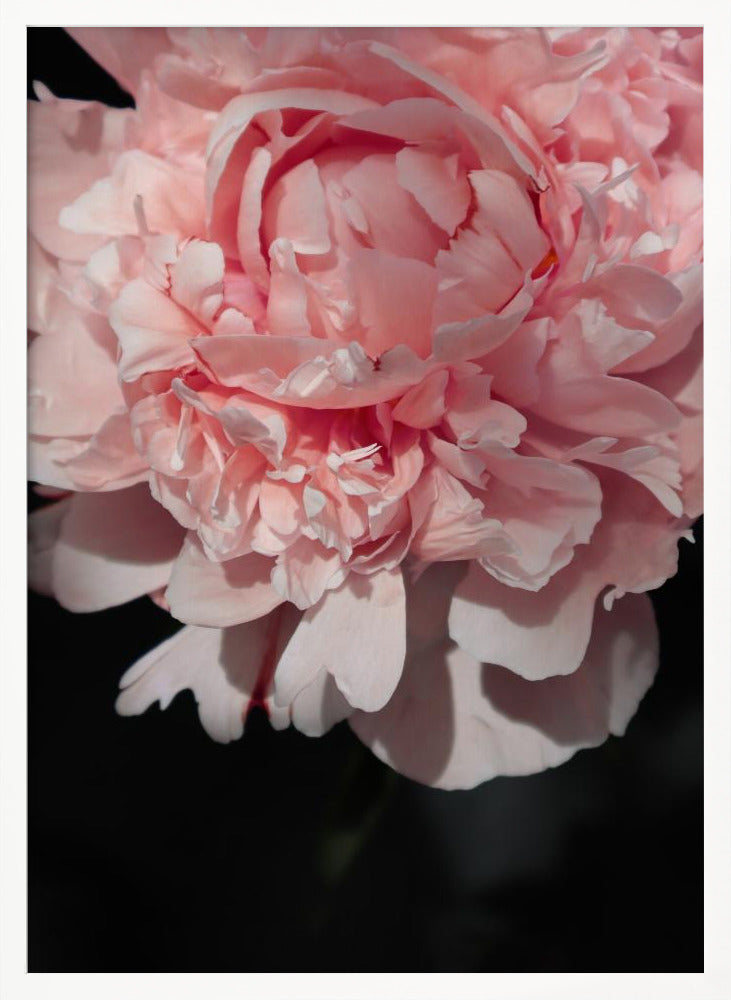 Blush peony V Poster