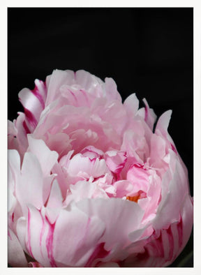 Pink peony VIII Poster