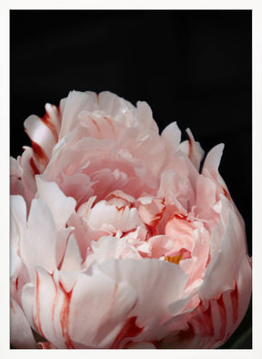 Blush peony VIII Poster